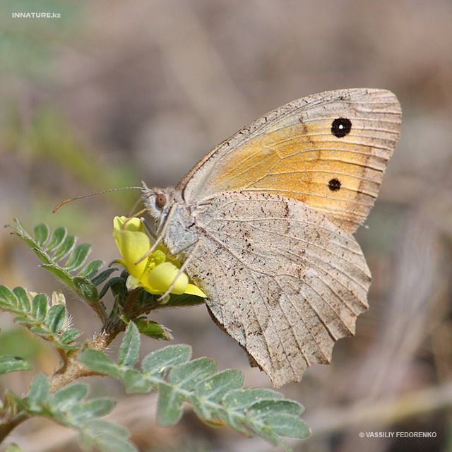 hyponephele_lycaon_01.jpg