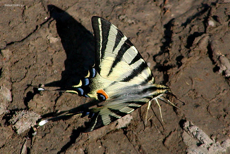 iphiclides-podalirius_01.jpg