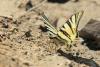 iphiclides-podalirius_01_t1_1.jpg