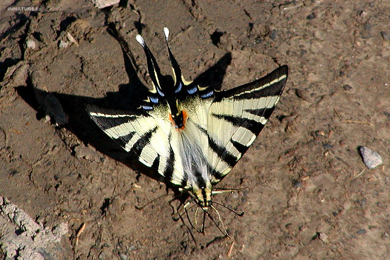 iphiclides-podalirius_02.jpg