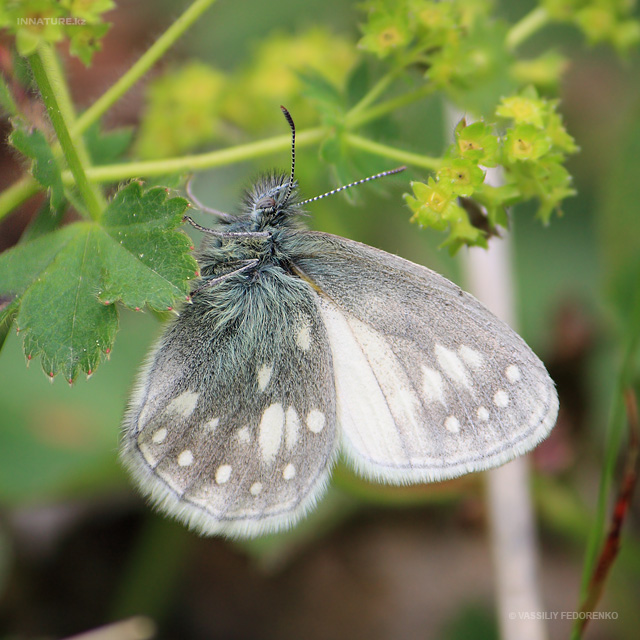 lepidopteria_01.jpg