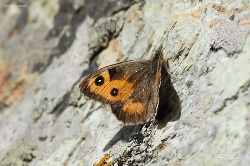 lepidopteria_01_1.jpg