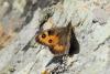 lepidopteria_01_1_t1.jpg