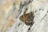 lepidopteria_01_2_t1.jpg