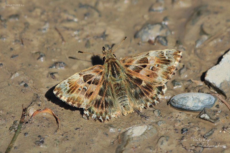 lepidopteria_01_3.jpg