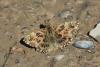 lepidopteria_01_t1_1.jpg