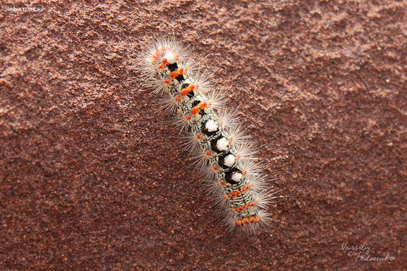 lepidopteria_02.jpg