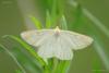 lepidopteria_02_1_t1.jpg