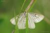 lepidopteria_02_2_t1.jpg