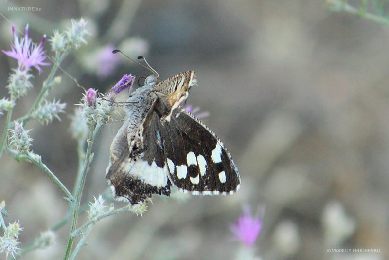 lepidopteria_03_1.jpg