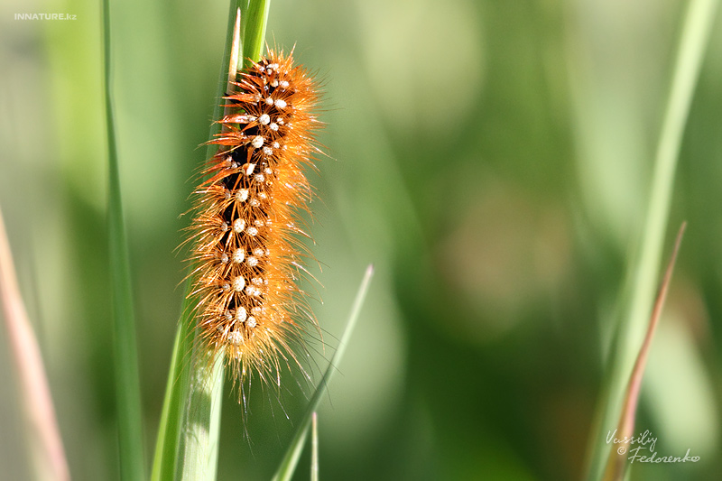 lepidopteria_04.jpg