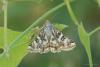 lepidopteria_04_1_t1.jpg