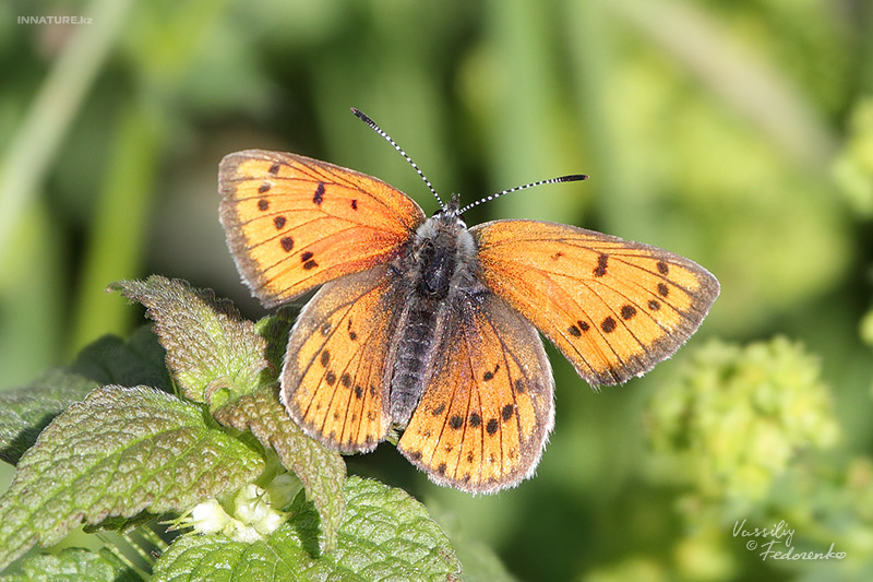 lepidopteria_05.jpg