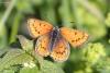 lepidopteria_05_t1.jpg