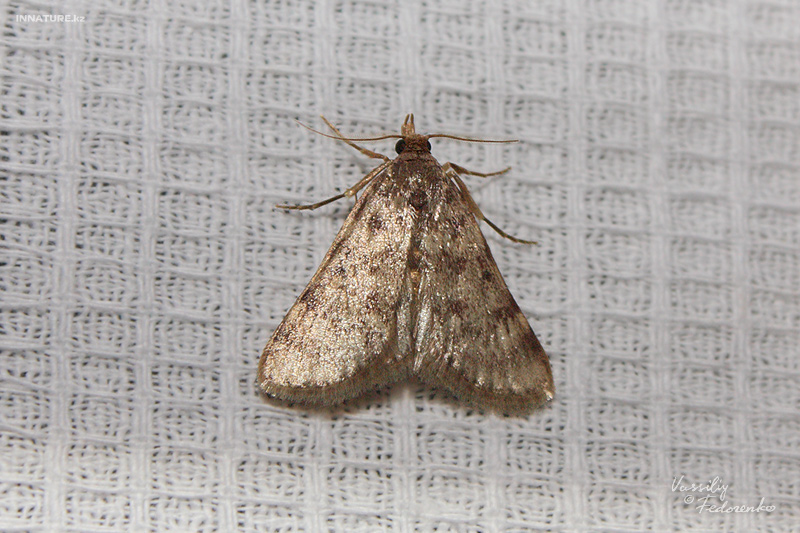 lepidopteria_06.jpg