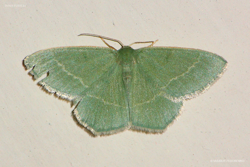 lepidopteria_06_1.jpg