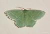 lepidopteria_06_1_t1.jpg