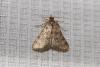 lepidopteria_06_t1.jpg