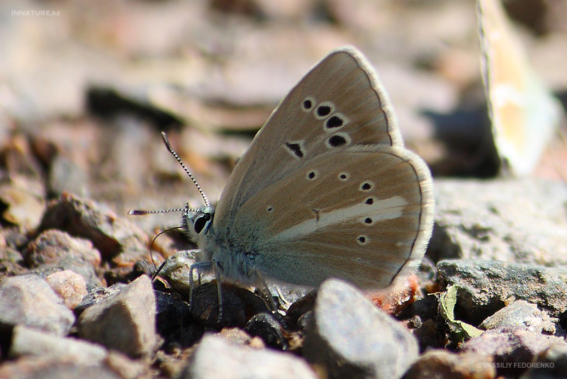 lepidopteria_07_10.jpg