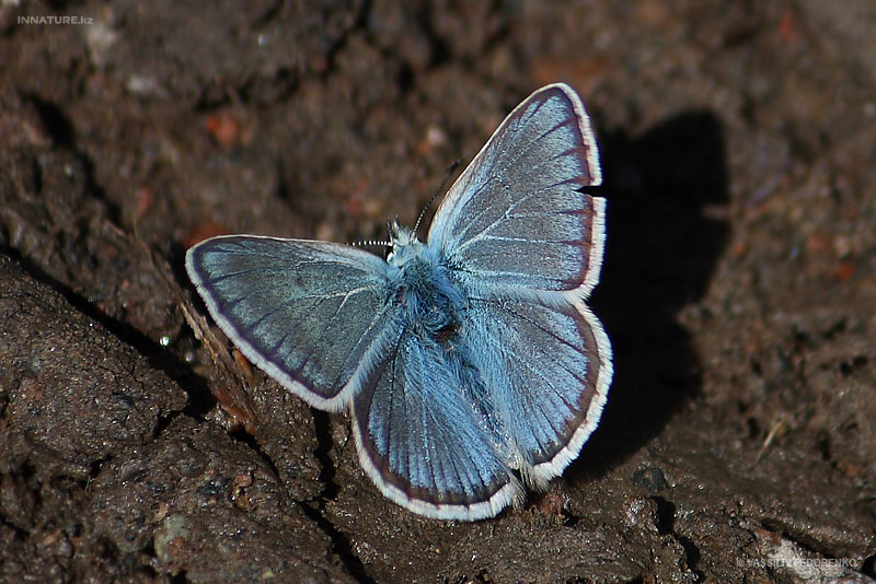 lepidopteria_07_11.jpg
