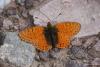 lepidopteria_07_15_t1.jpg