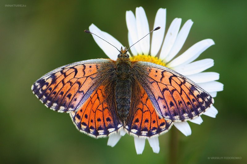 lepidopteria_07_16.jpg