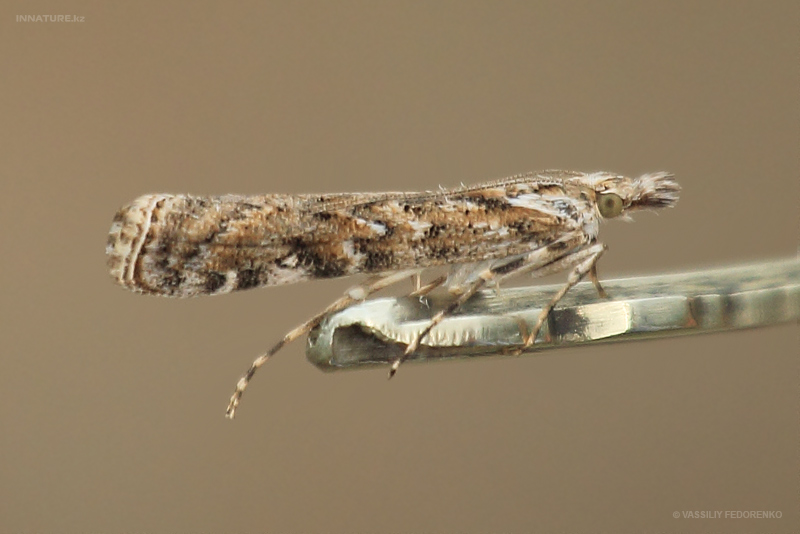 lepidopteria_07_1_1.jpg