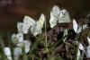 lepidopteria_07_1_t1.jpg