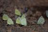 lepidopteria_07_2_t1.jpg