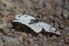 lepidopteria_07_5_t1.jpg
