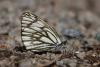 lepidopteria_07_6_t1.jpg