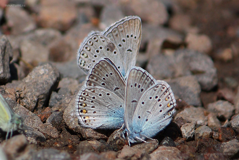 lepidopteria_07_7.jpg