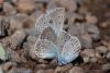 lepidopteria_07_7_t1.jpg