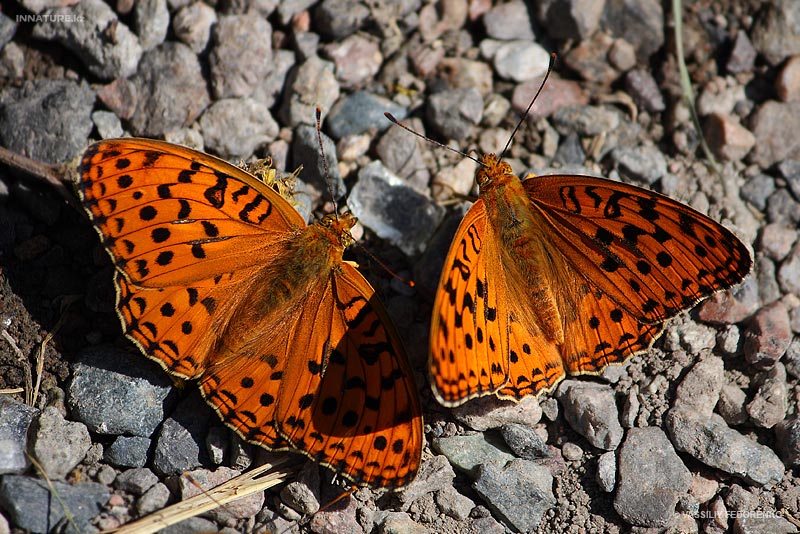 lepidopteria_07_9.jpg