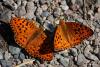 lepidopteria_07_9_t1.jpg