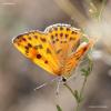 lycaena_sp.2_t1.jpg