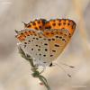 lycaena_sp._t1.jpg