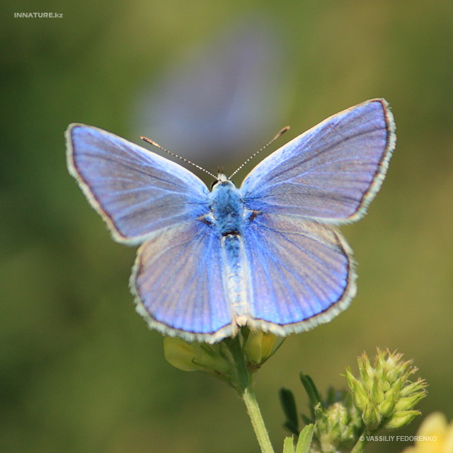 lycaenidae_01.jpg