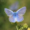 lycaenidae_01_t1.jpg