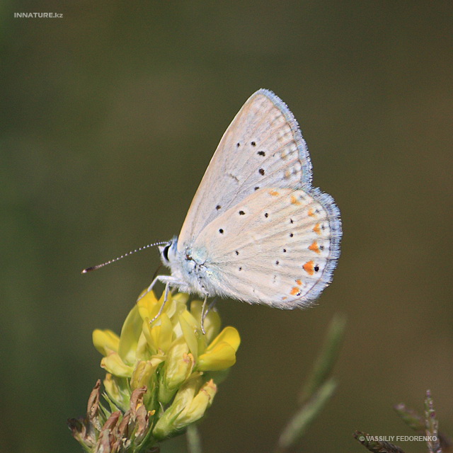 lycaenidae_02.jpg