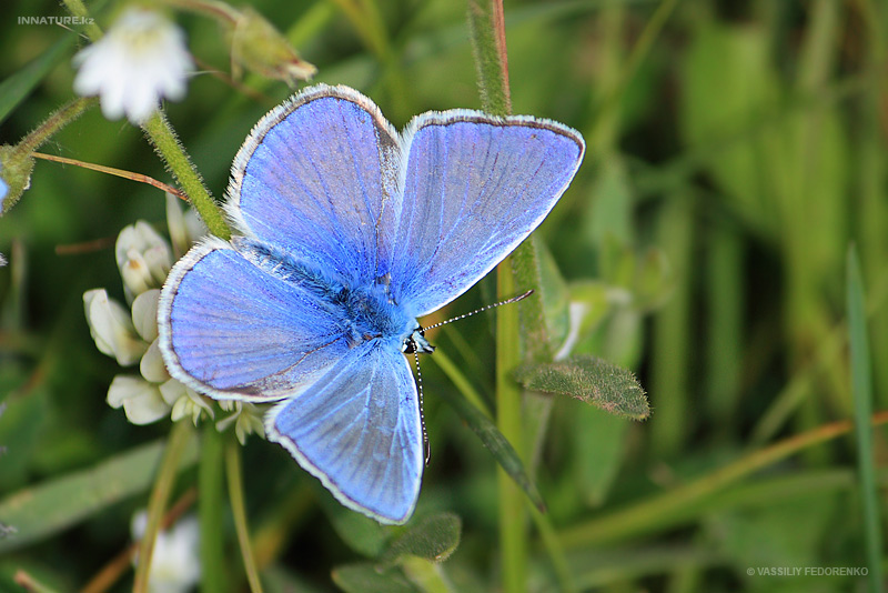lycaenidae_02_1.jpg