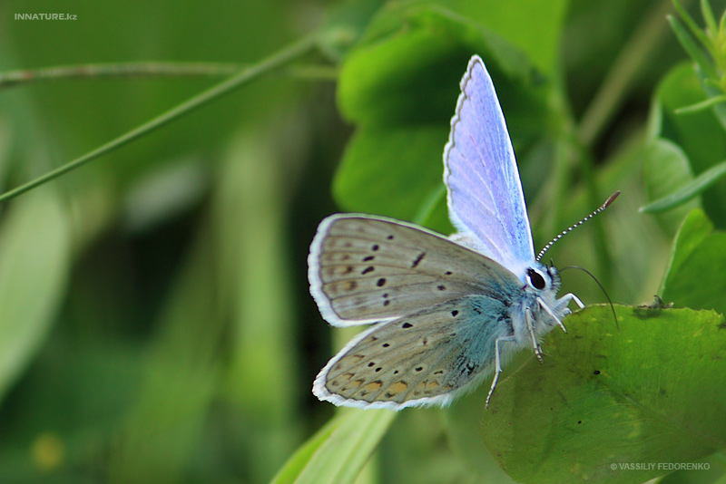 lycaenidae_02_2.jpg