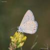 lycaenidae_02_t1.jpg