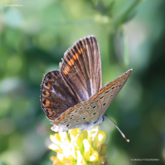 lycaenidae_03.jpg