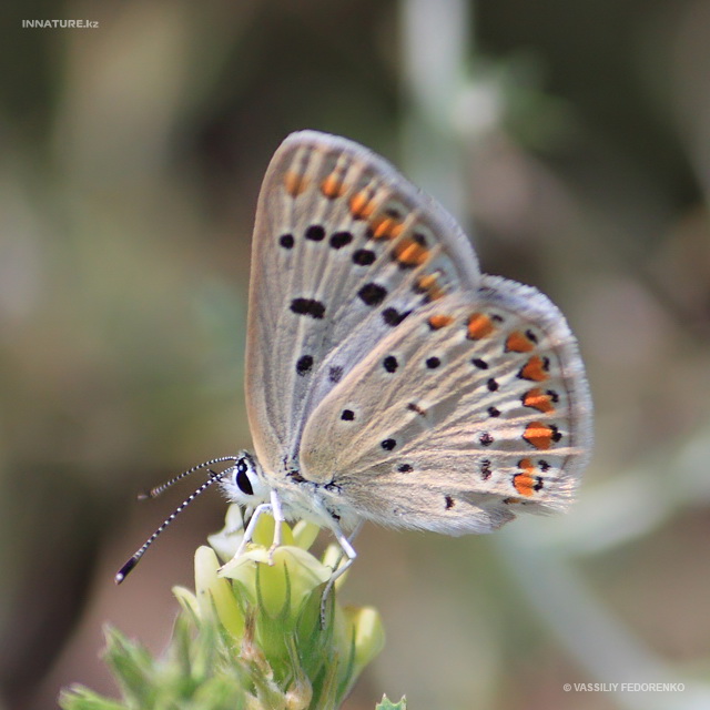 lycaenidae_04.jpg