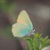 lycaenidae_05_t1.jpg