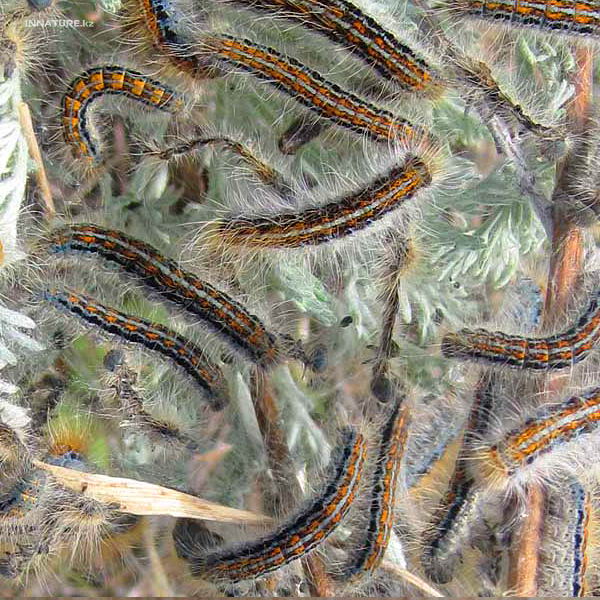 malacosoma_castrensis_01.jpg