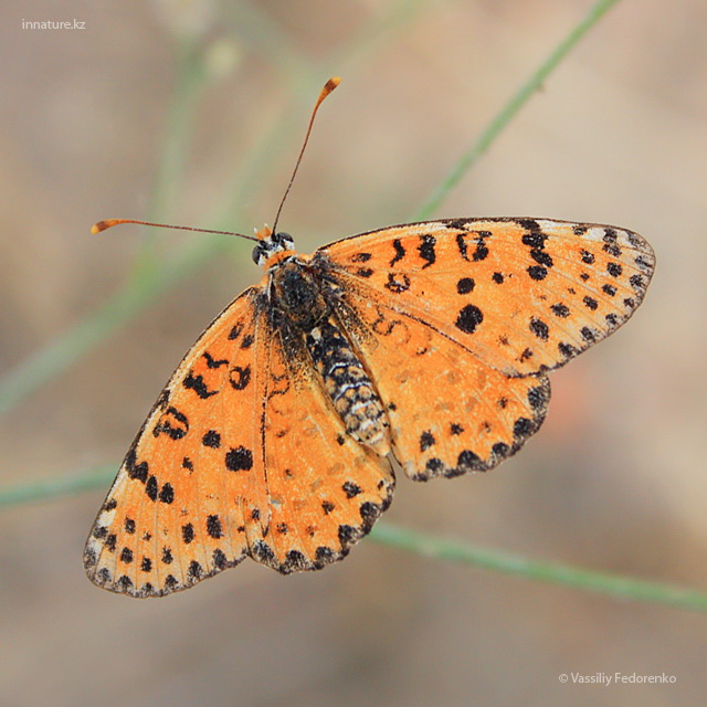 melitaea_didyma1.jpg