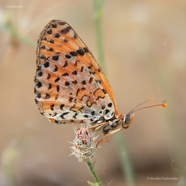 melitaea_didyma2.jpg