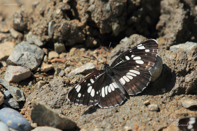 neptis-rivularis_04.jpg